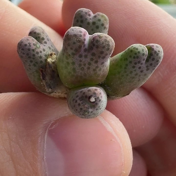 老马生石花95d斑马1616