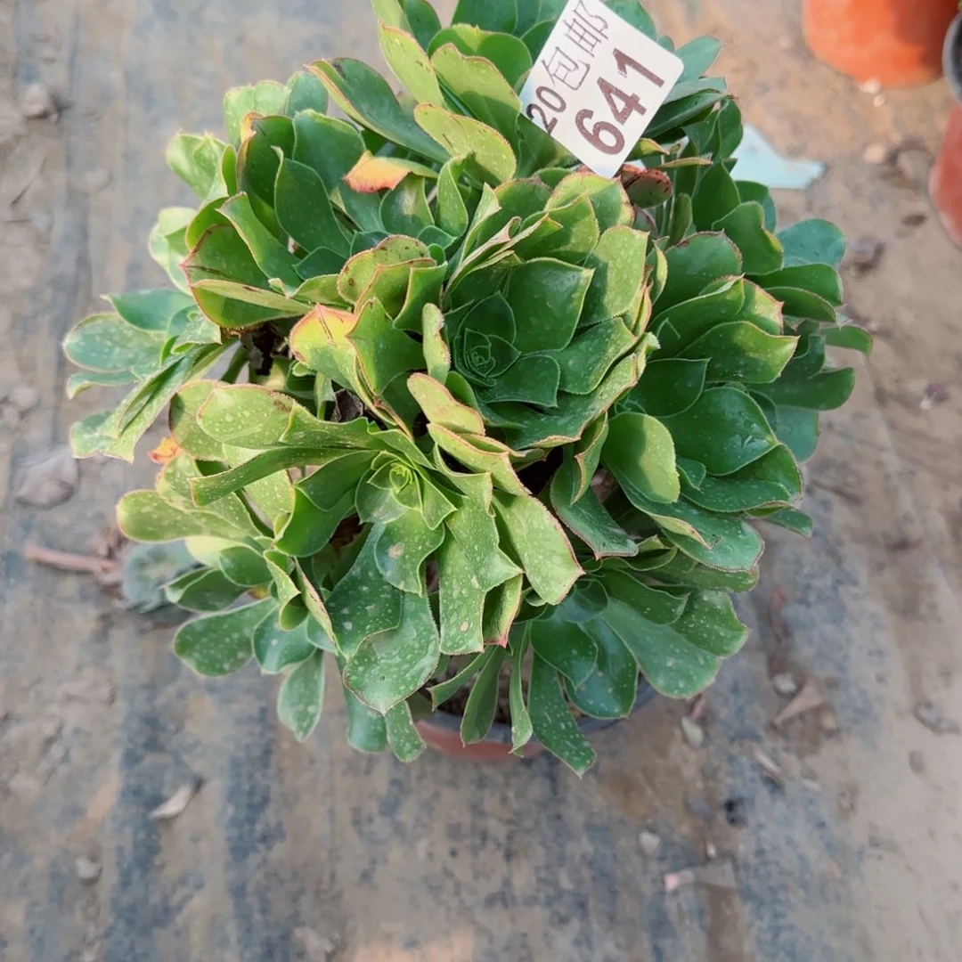 绿玫瑰641满20包邮断枝不包