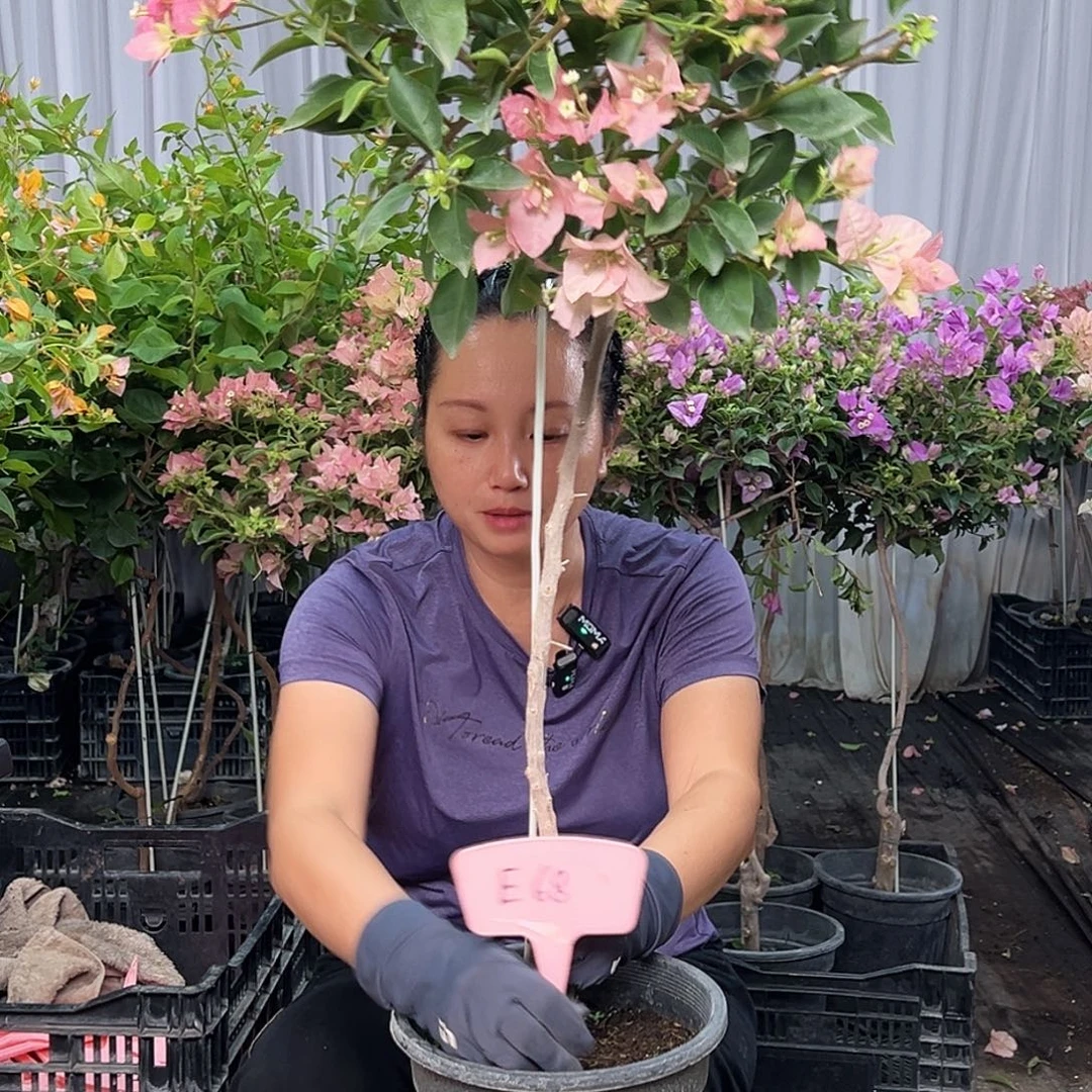 @****当前无花栽培后可以开花E68卡亚塔