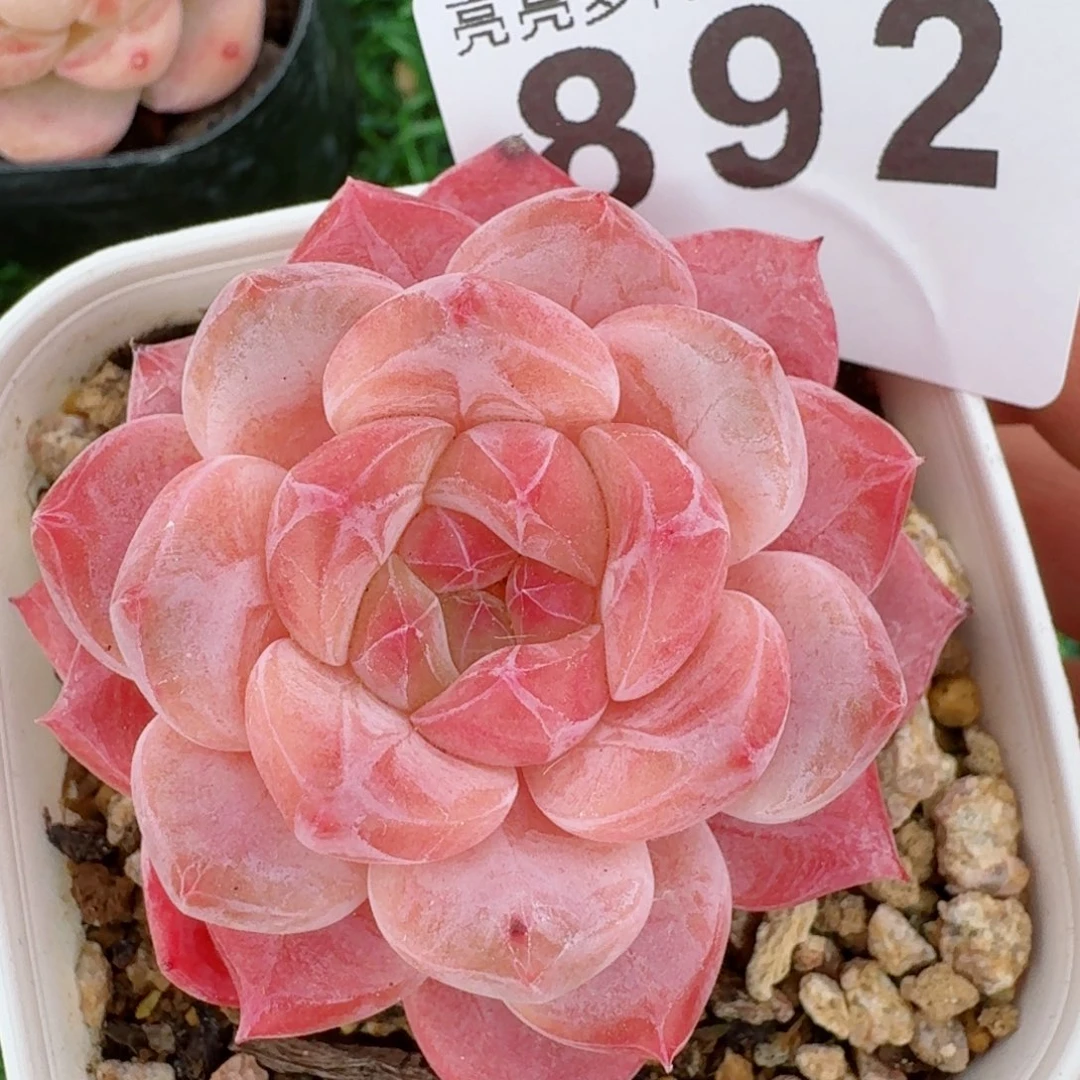 开播福利       多肉植物