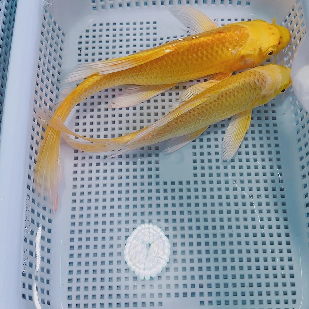 锦鲤锦鲤冷水观赏鱼