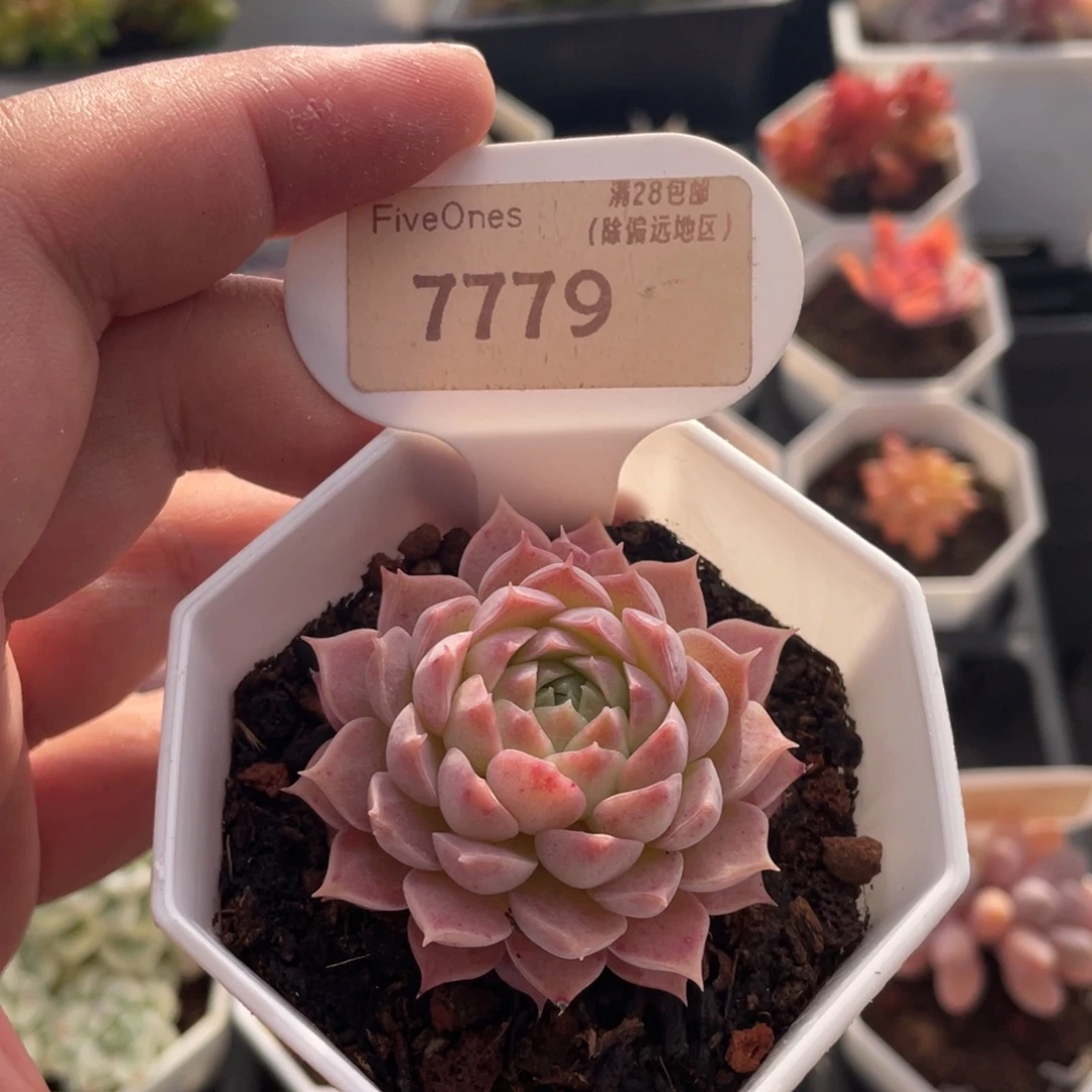 朱砂痣7779-5厘米