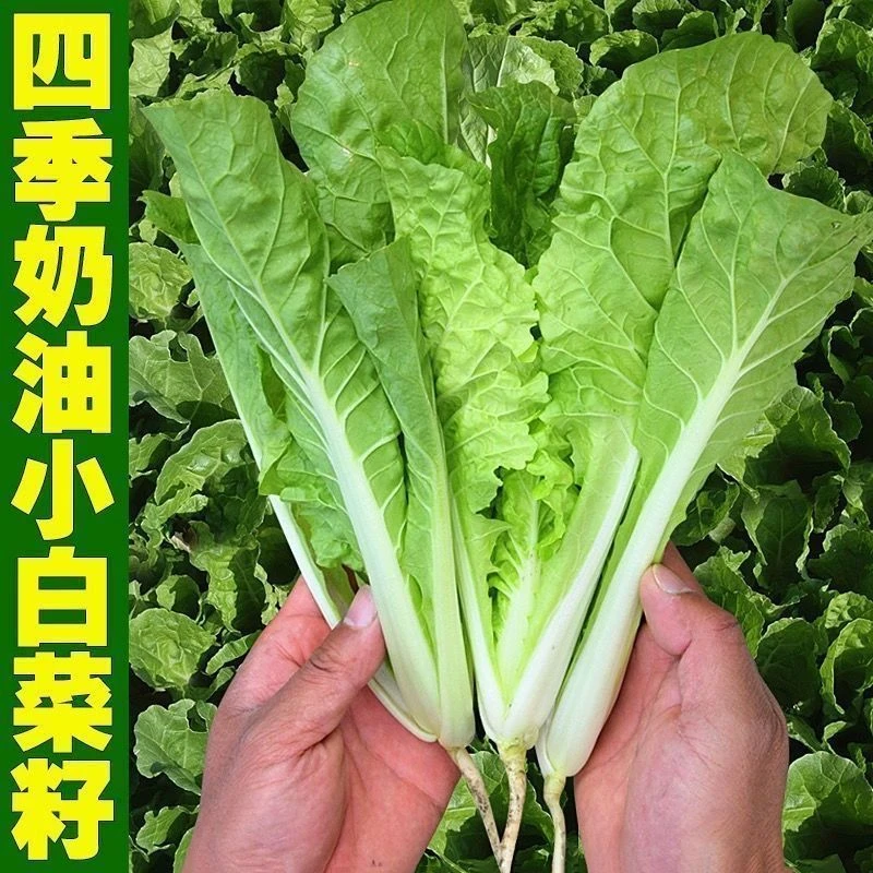 AA四季奶油小白菜快菜种子菜籽耐热速生种孑四季阳台种蔬菜种子