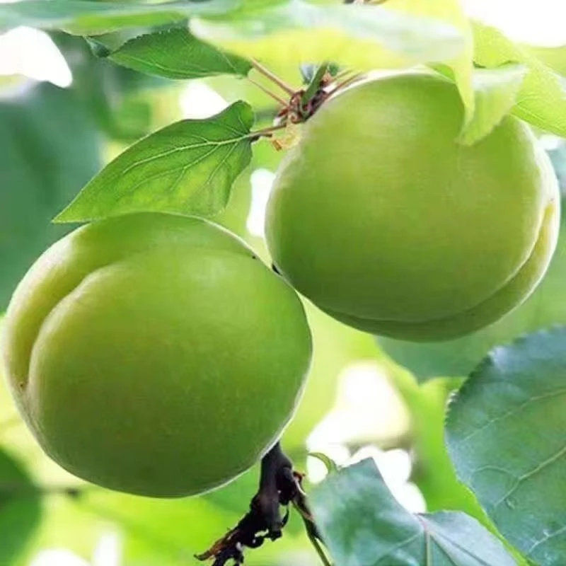 新疆青杏酸杏现摘生吃酸脆绿杏子青杏软核大青杏现摘酸杏孕妇水果