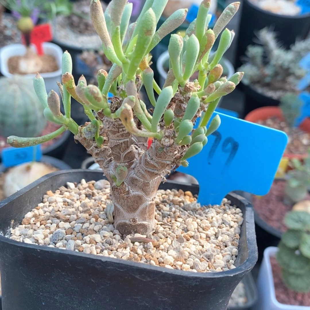 卡拉菲后墩菊多肉植物