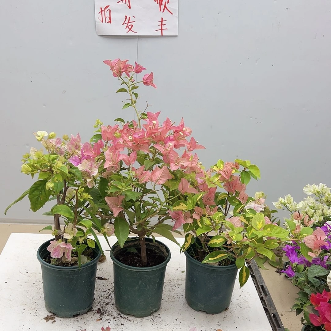 大部分花苞少量开放金心橙白，卡亚塔，广红樱