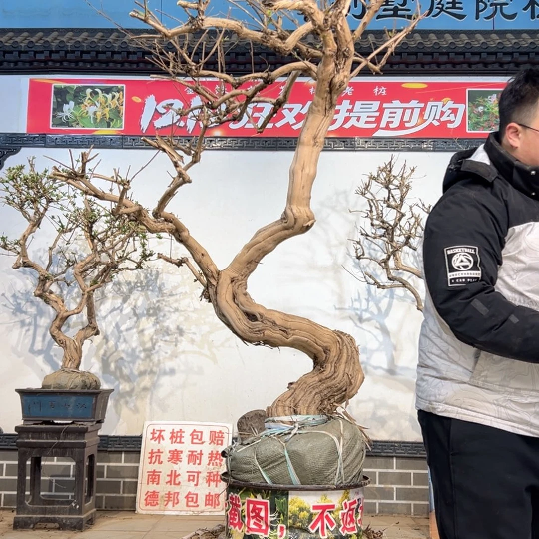 无花朵金银花558855885555555