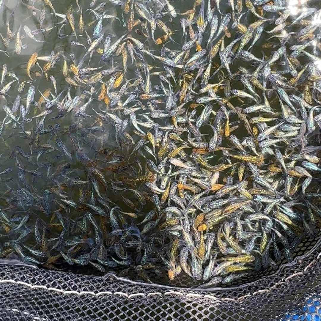 青鳉鱼2组包邮1.5-2cm观背青鳉星光10条