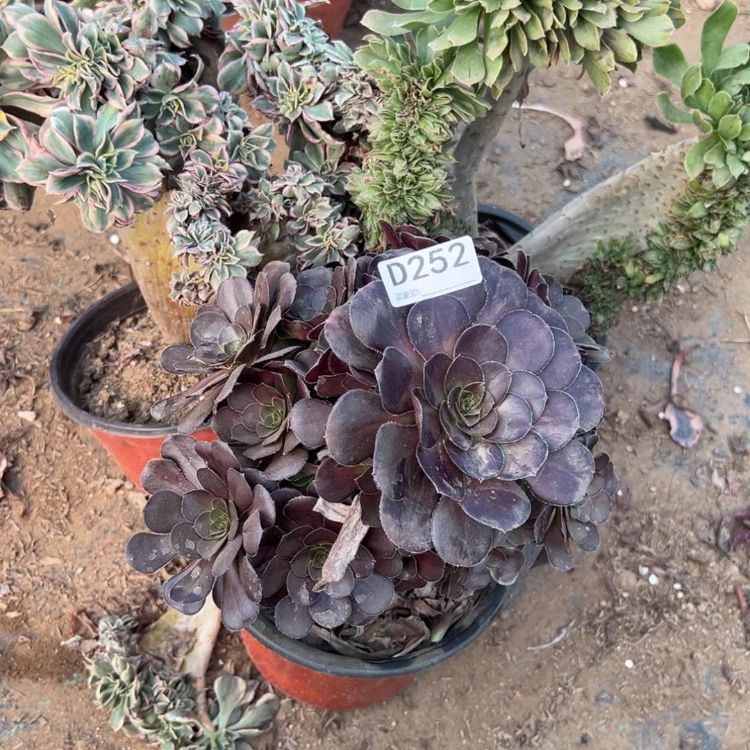 252三颗组合多肉植物法师