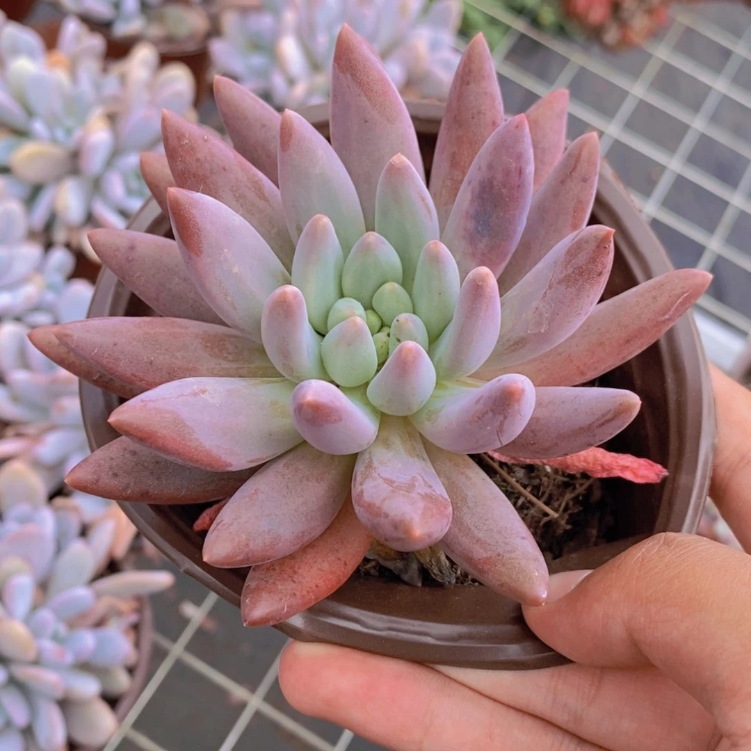 红蜻蜓大单头精控精养