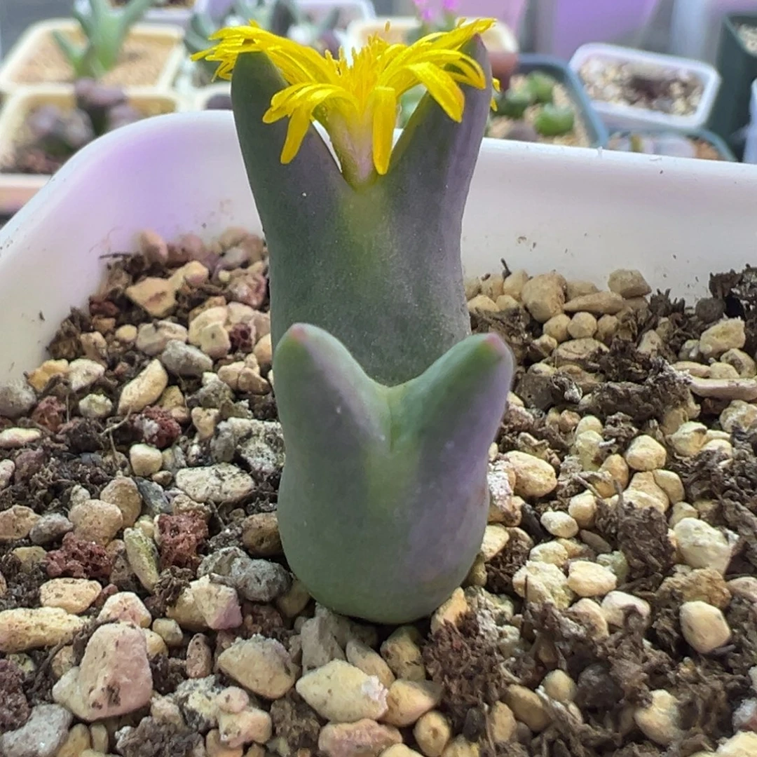 短耳皮卡丘 肉锥植物
