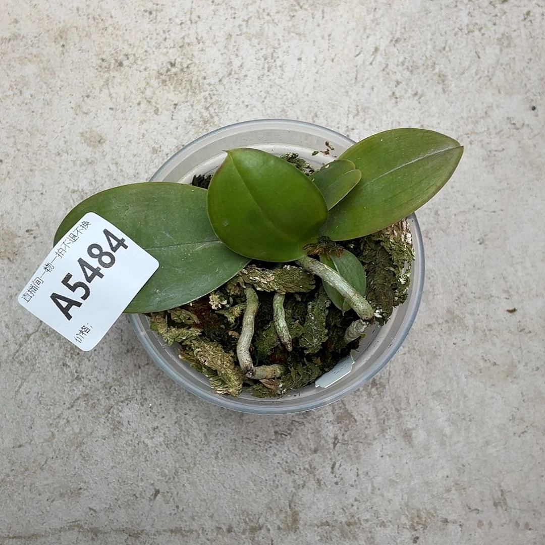 没***聊当前无花朵，栽培后可花朵A5484