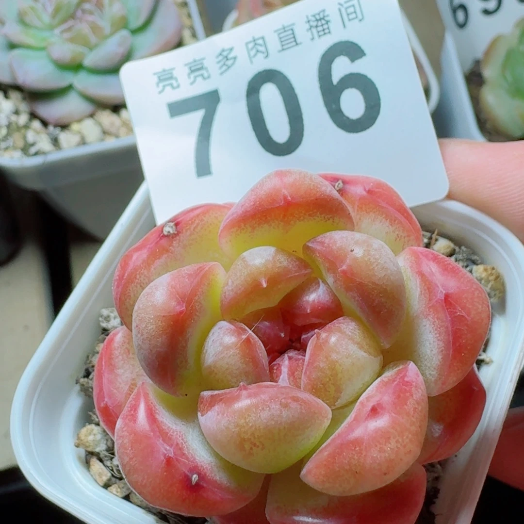 甜茶珍妮            精美多肉植物