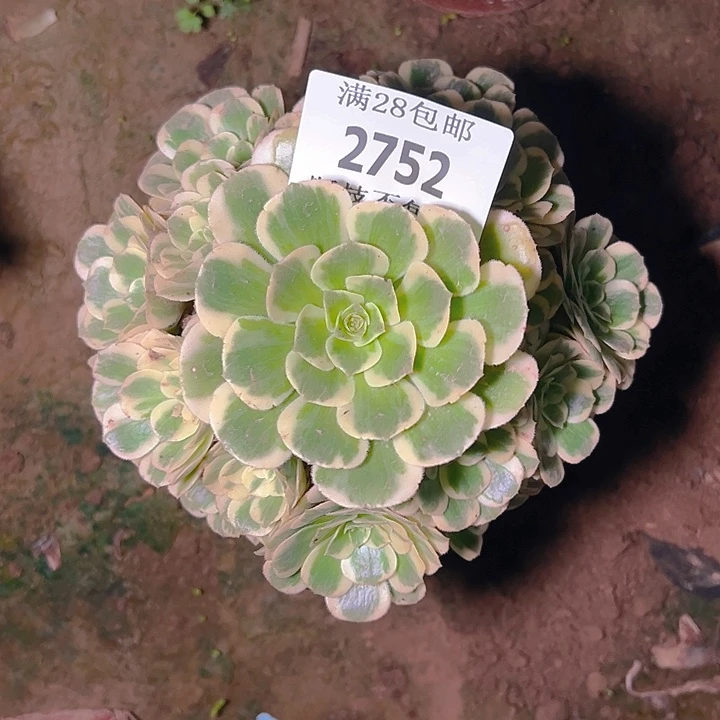 2752迈巴赫多肉植物