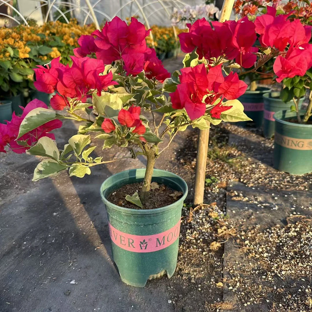 花叶红三角梅带花原盆原土发货基地培植红色花卉阳台庭院四季开花