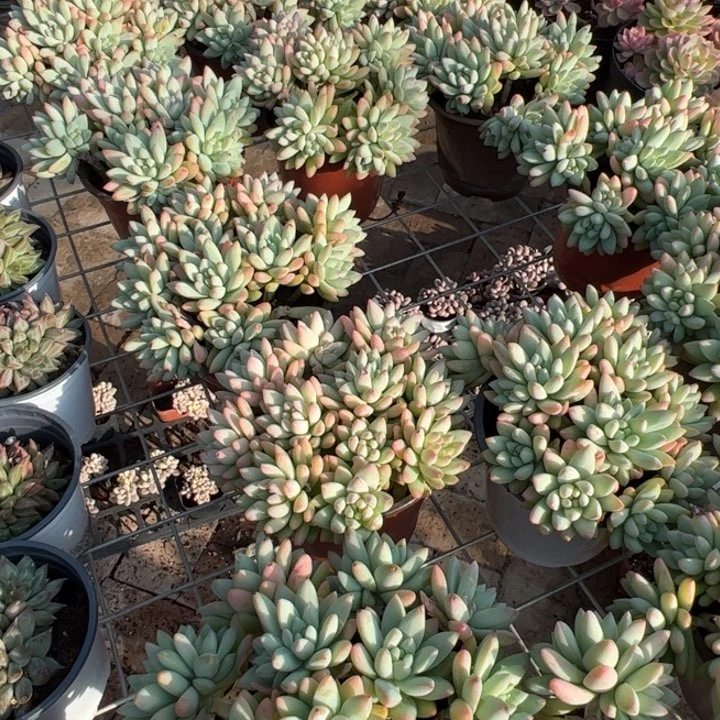 新疆包邮 树冰（散）