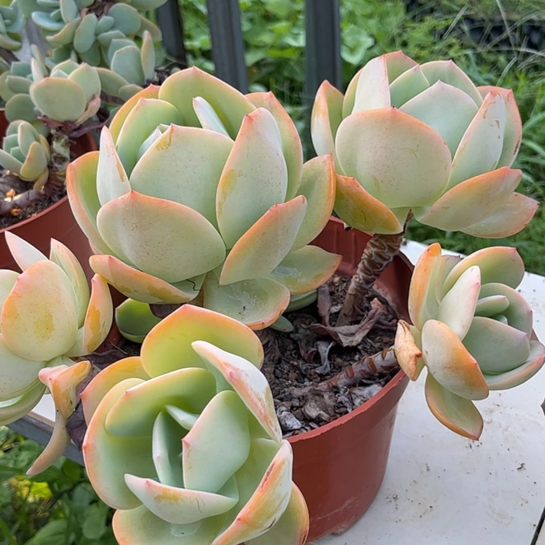 【闪购商品】无花朵雨*飞