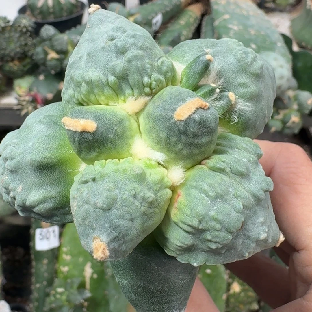 【闪购商品】无花朵栗源怒涛509