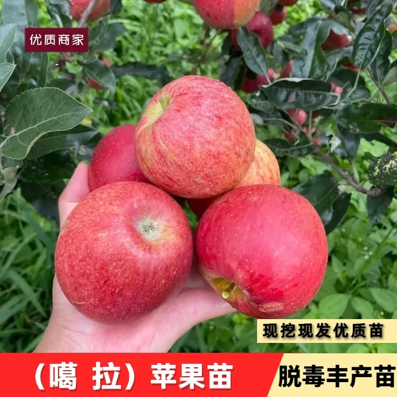 嫁接早熟红嘎啦苹果树苗脆甜红富士苹果苗耐寒庭院地栽种植果树苗
