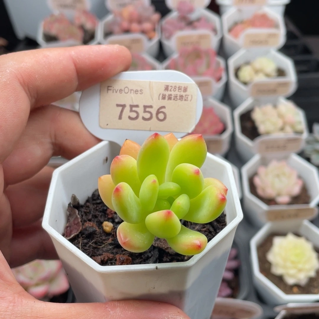 春萌7556-4.5厘米
