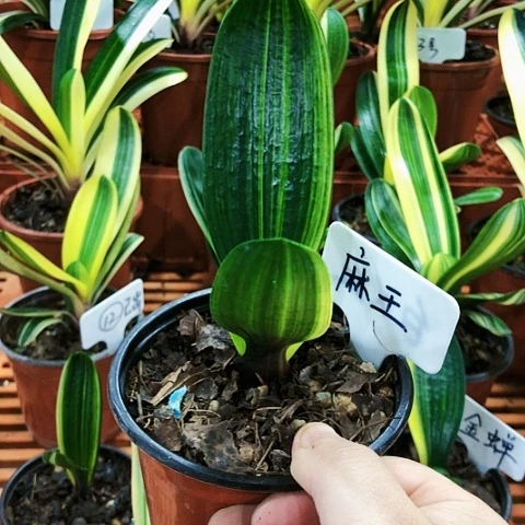 【闪购商品】舞*巷