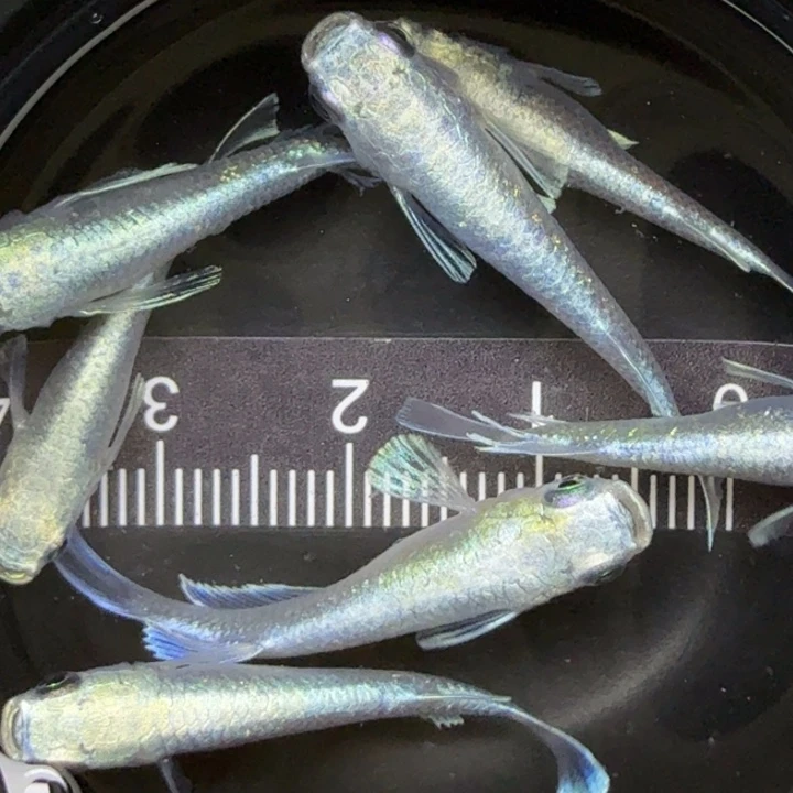 青鳉鱼天使干支16号