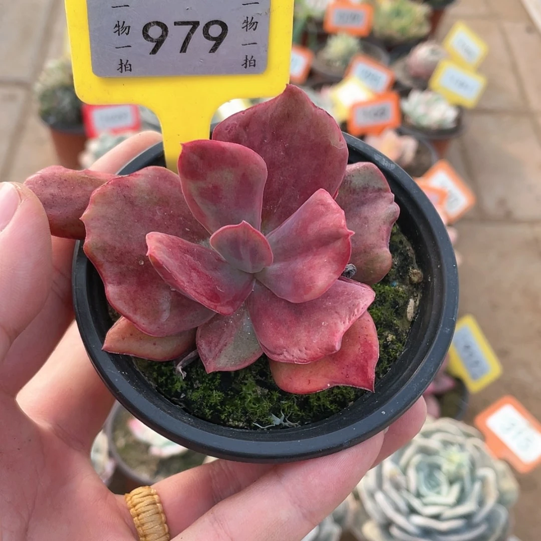 【闪购商品】979号