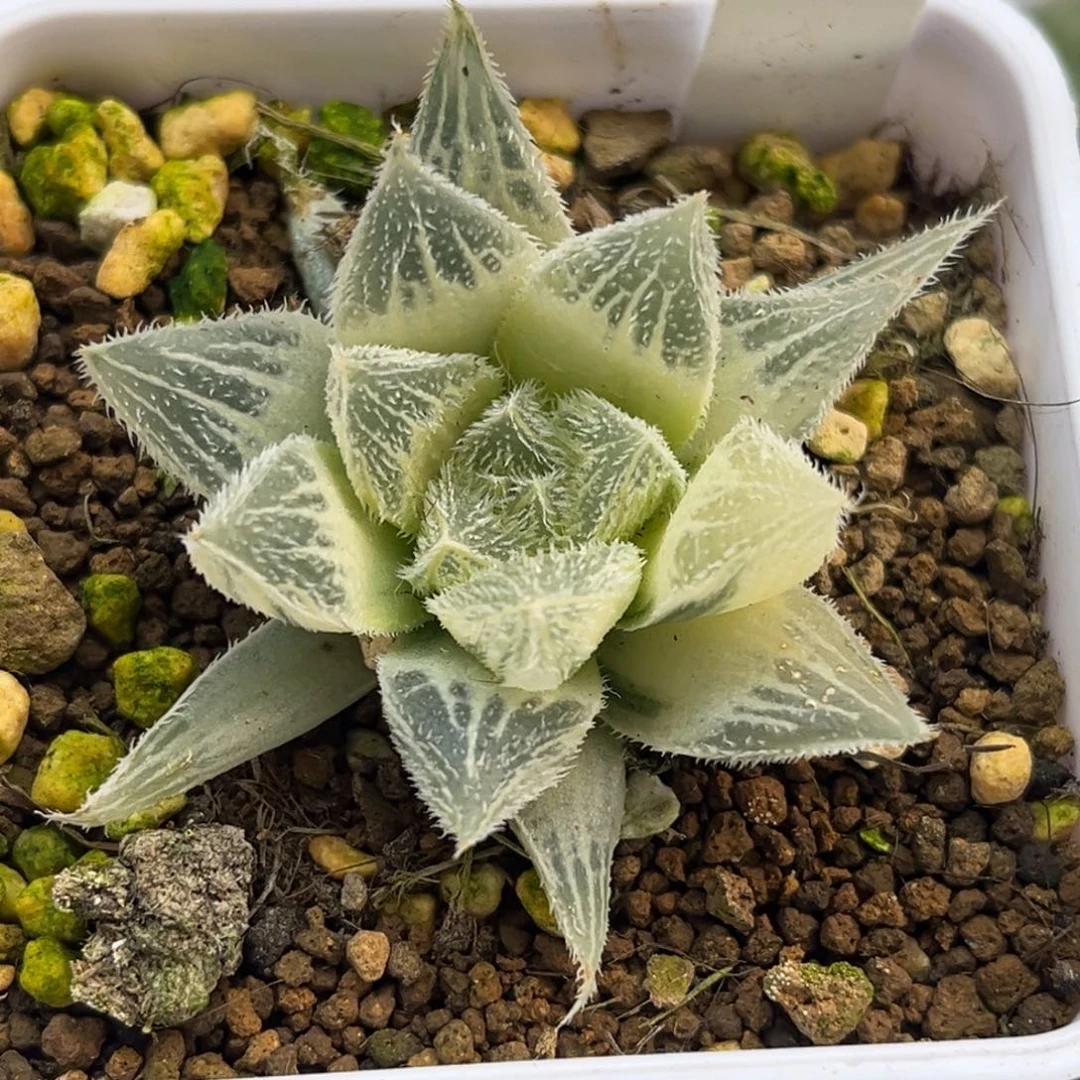 71糊斑绘卷锦福利专场