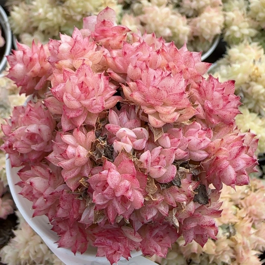 花语逸境0219-822散