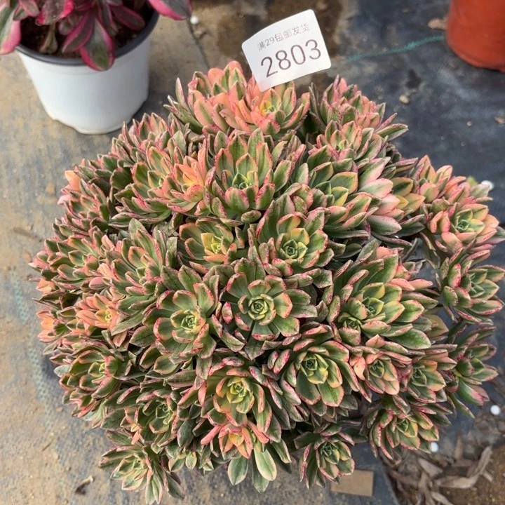 甜茶多肉法师2803