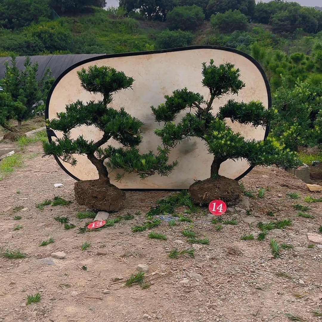 巧***力无花朵罗汉松盆景艺术