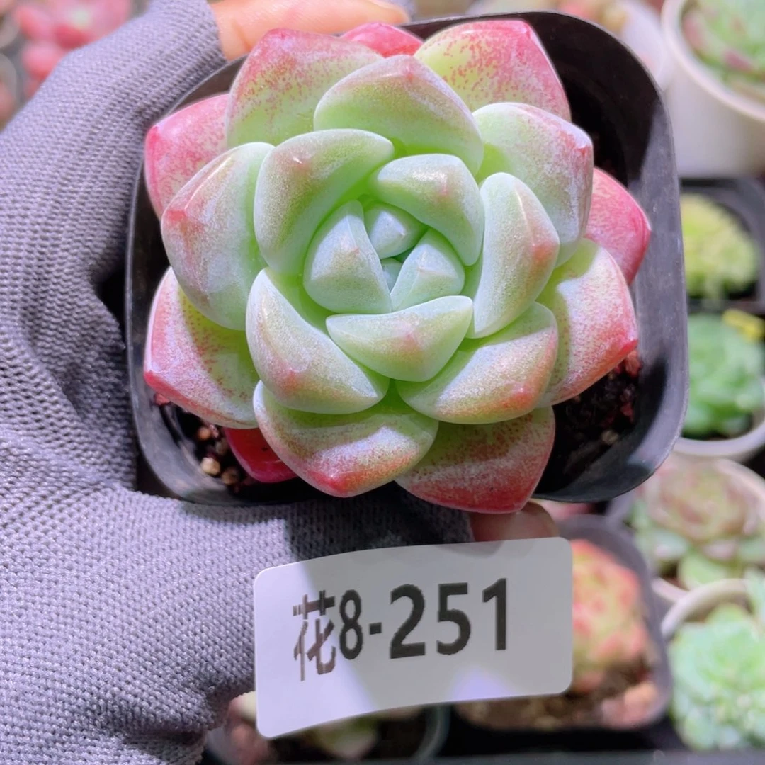 花利美 8-251冰玉