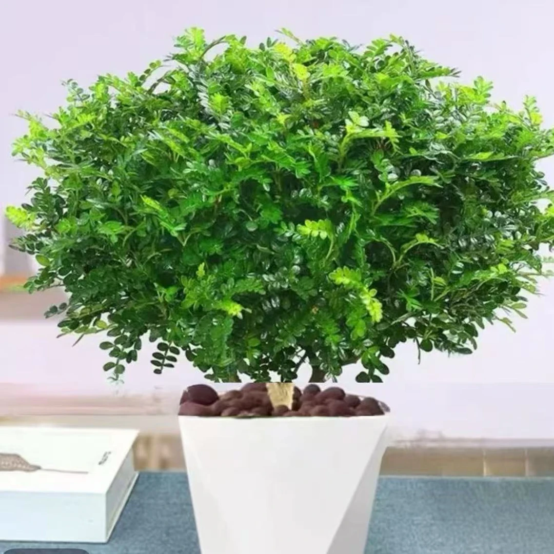 驱蚊驱虫好养清香木盆栽花卉四季常青净化空气室内绿植