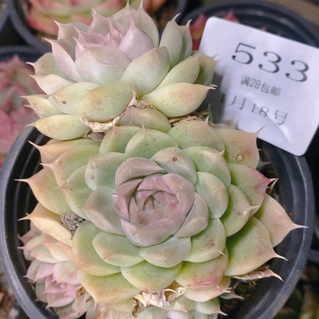 【闪购商品】云533