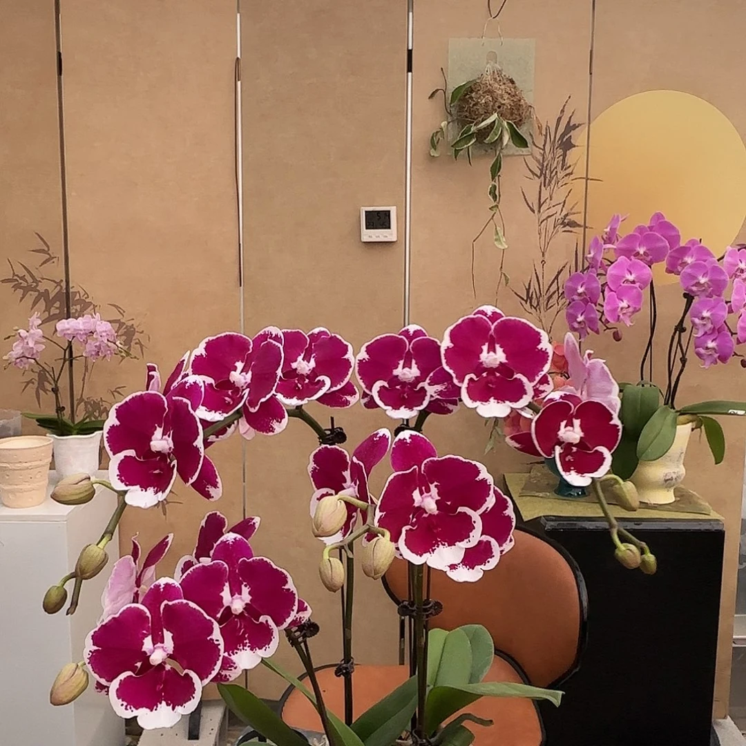 大部分花苞少量开放346/三棵组合