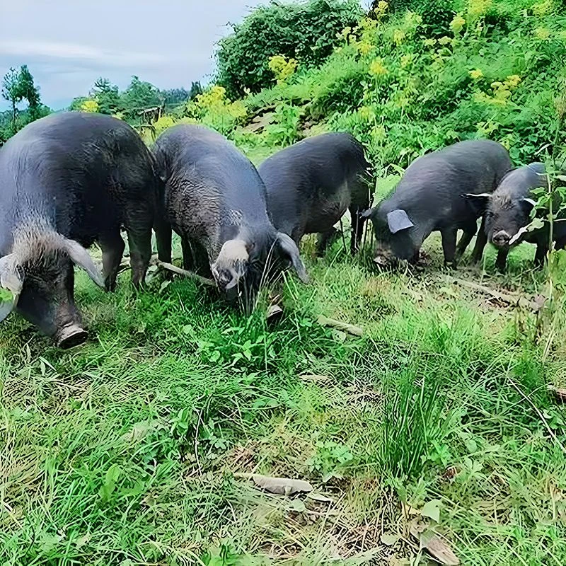 深山放养原生态跑山黑猪肉正宗中华黑土猪肉