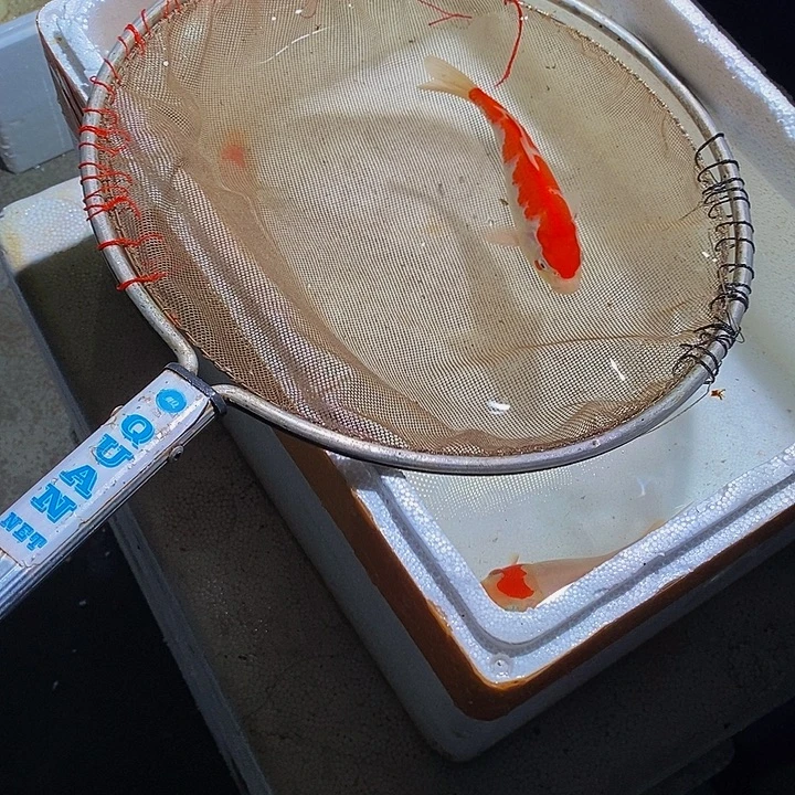 锦鲤锦鲤活鱼开箱包活