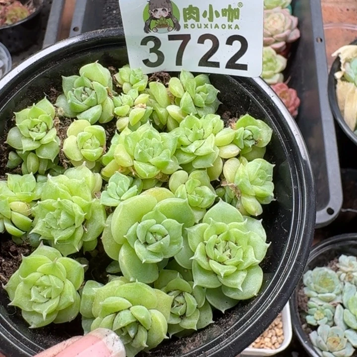 绵***忧多肉植物多肉植物