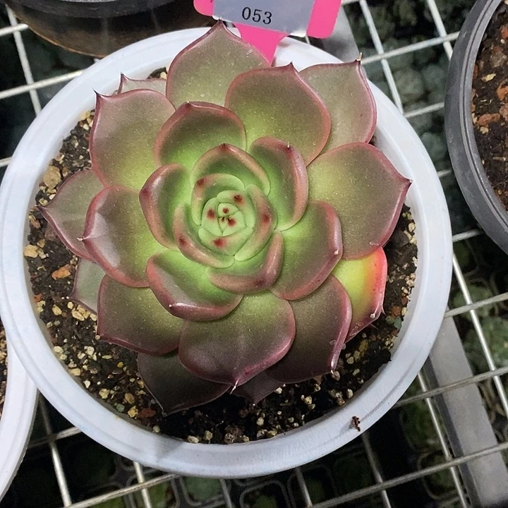 x053-多肉植物 东云