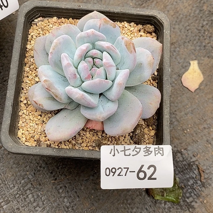 小七夕多肉橙子62