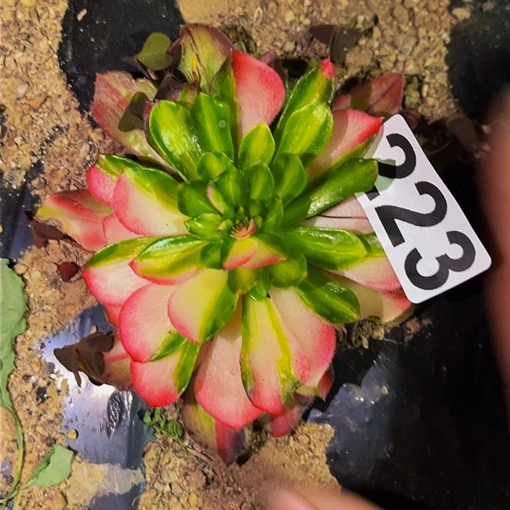 223知否多肉植物处理不售后