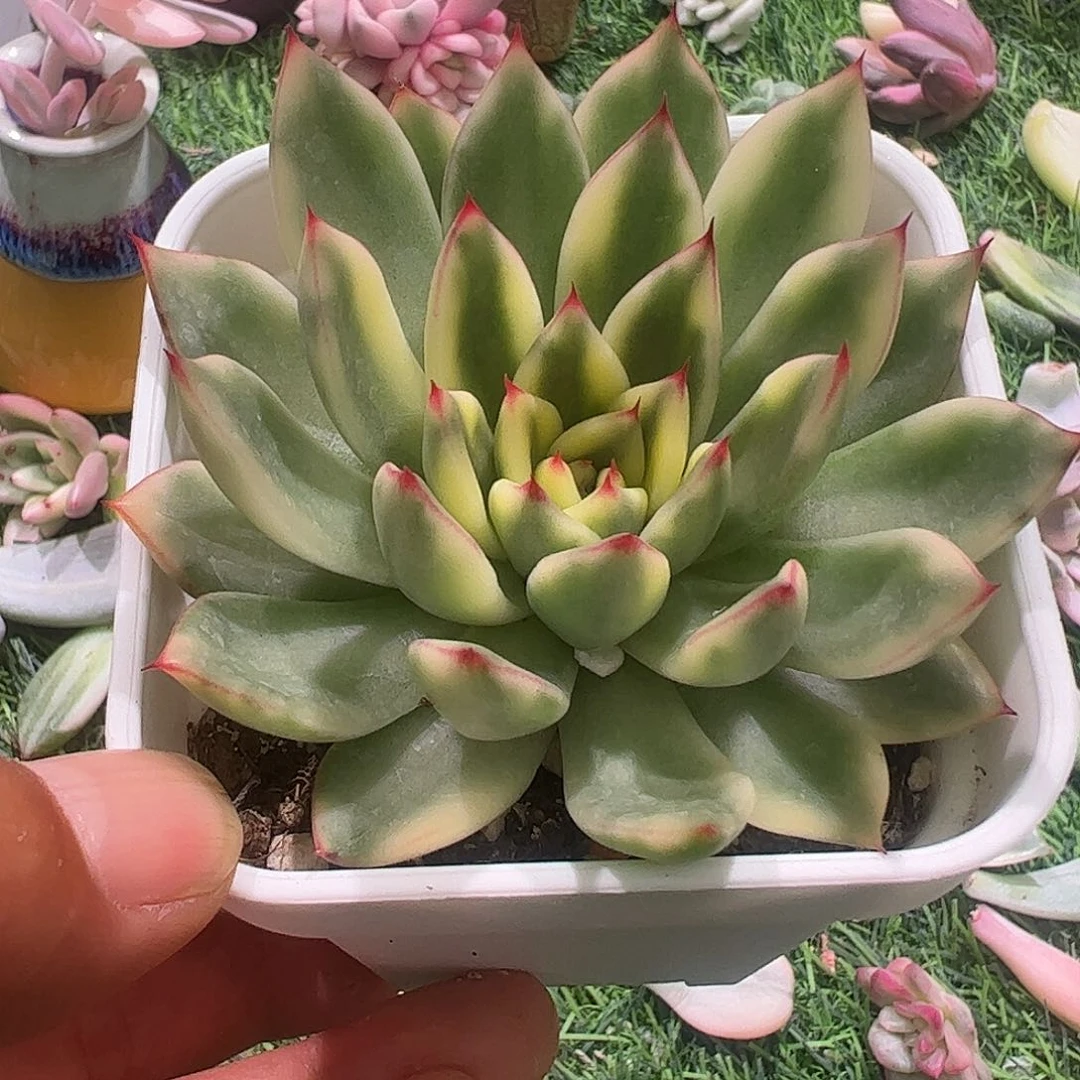 ****～多肉植物多肉植物