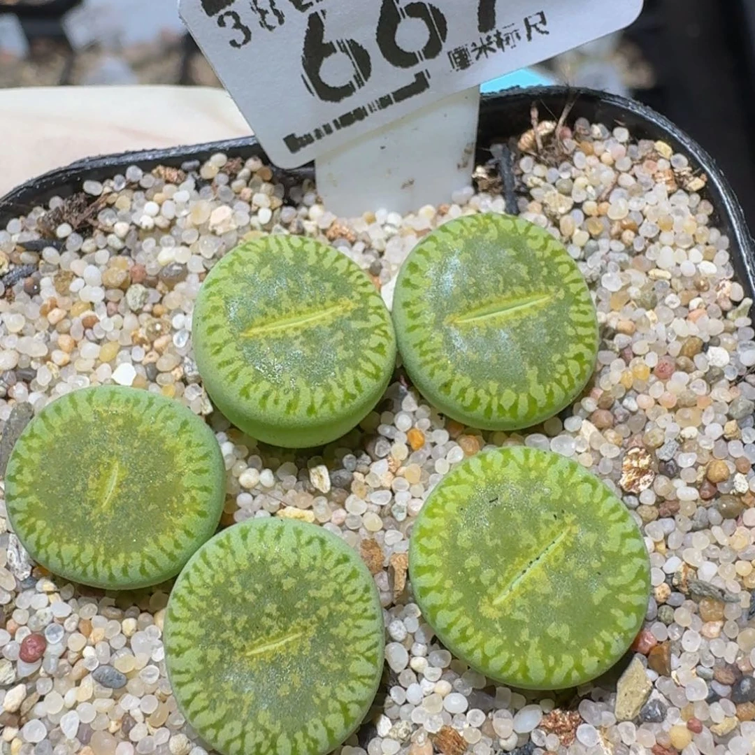 zzzzz精品生石花667