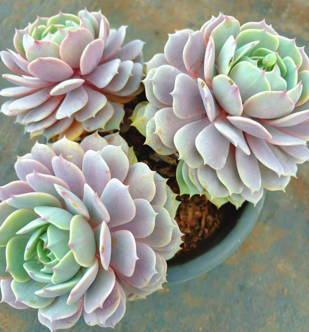 （群生粉蝶）3头起 高颜值好养 脱土发（任意2单包邮）好运来多肉植物