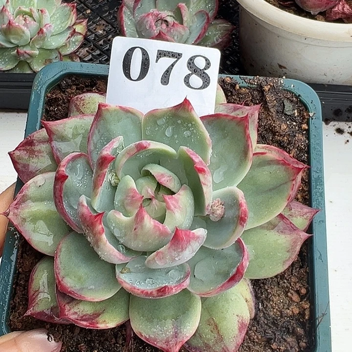 惊鸿惊鸿惊鸿078叶展11默认裸根发货