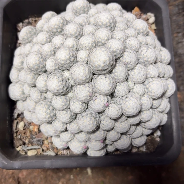 全部花苞姬春星默认脱土发