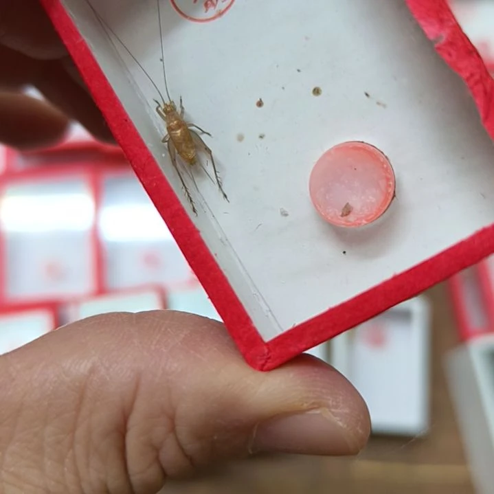 新到是志明长短须一条