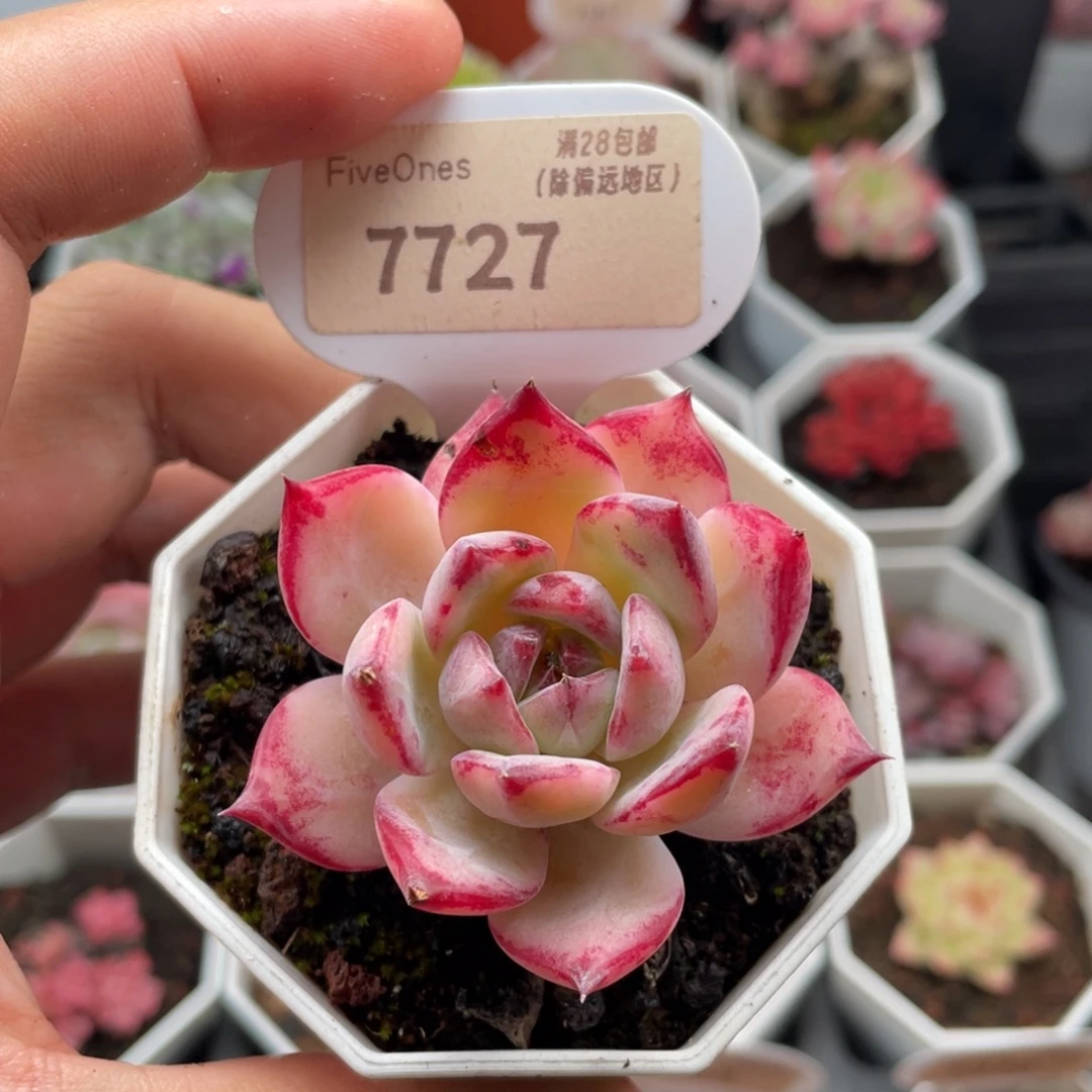 拉糖7727-5.5厘米