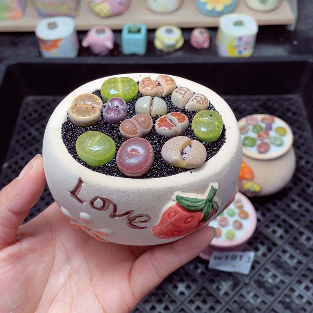 w1916 带盆土发货-零下地区拍保温箱