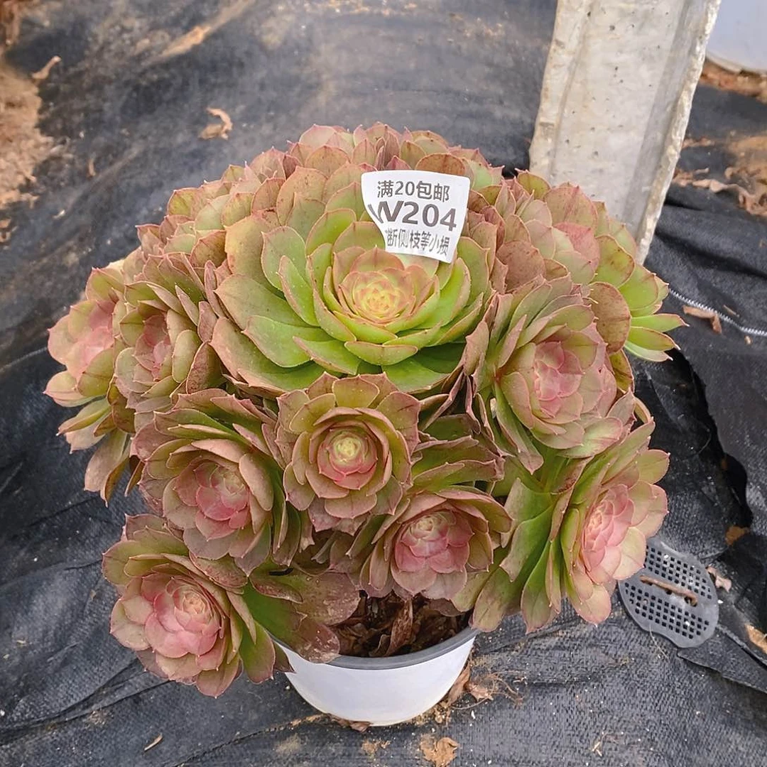 204万圣节多肉法师锦